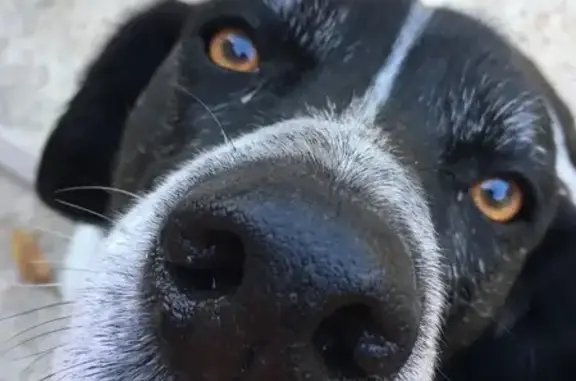 Lost Beagle: Stocky, Loves Hot Dogs