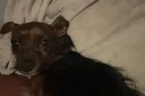 Lost Coco: Black & Brown Dog in Minneapolis
