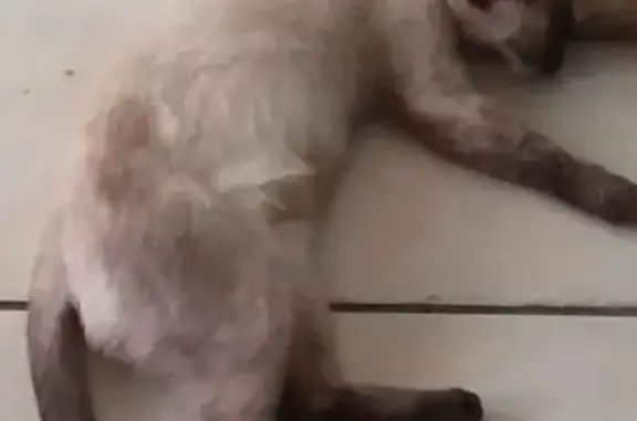 Gatos perdidos, Nuevo Laredo, foto: ¡Gata Perdida! Responde a 'Gorda', Nuevo Laredo