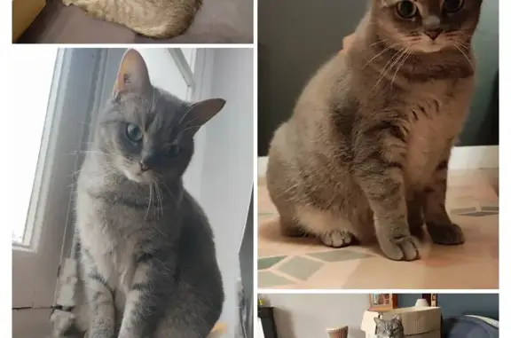 Chatte grise tigrée perdue à Brunoy - photo