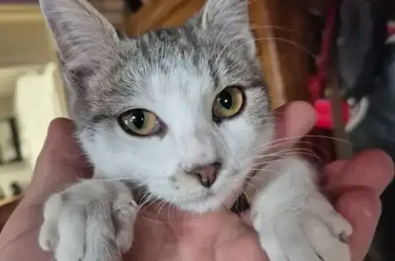 Chat trouvé Dijon, photo: Chatte gris-blanc trouvée Rue Racine, Dijon