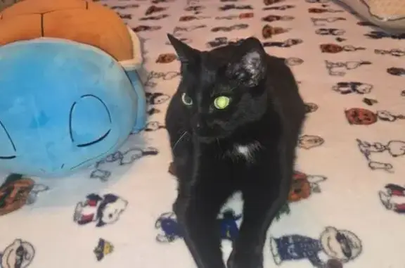 Missing cat Memphis, photo: Help Find Our Lost Cat: Black with White