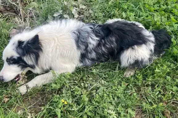 Animaux trouvés Petit-Mars, photo: Chien sans collier trouvé à Petit-Mars