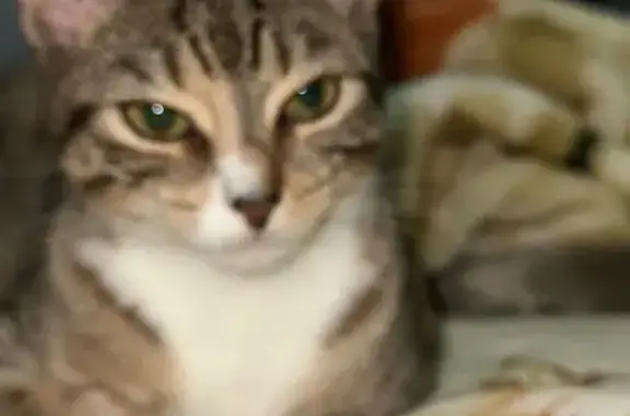 Lost Cat Alert: Avenue Y, 1524
