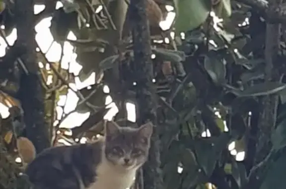 Animaux trouvés Niort, photo: Chatte trouvée gris clair Rue des Pèlerins