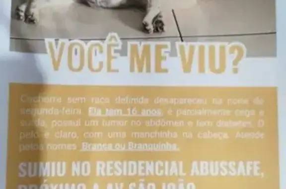 cachorro desaparecida