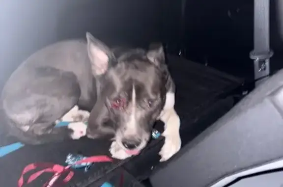 Found dog Mesa, photo: Found Dog Kano: Help Us Reunite Him