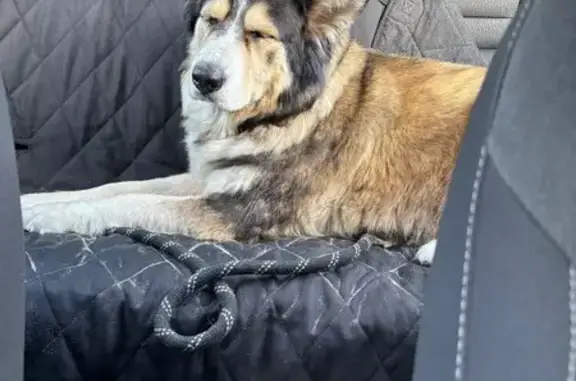 Missing dog , photo: Lost Husky Mix at Fiesta Island - Help!