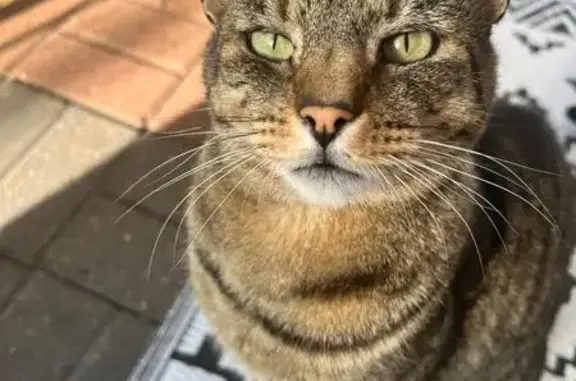 Lost Tabby Cat: Sedgemere Rd, Neutered