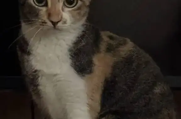 Timid Calico Cat Lost in Bukit Batok