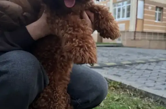 Знайдено собаку Чернівці, фото: Знайдено коричневого той пуделя в Чернівцях