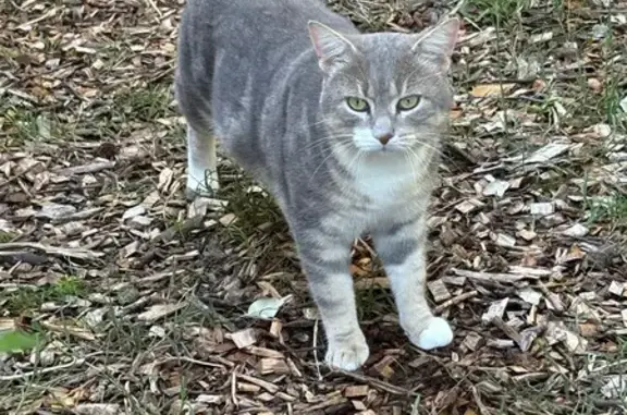Animaux trouvés , photo: Chat gris beige blanc trouvé à Notre-Dame-de-Monts