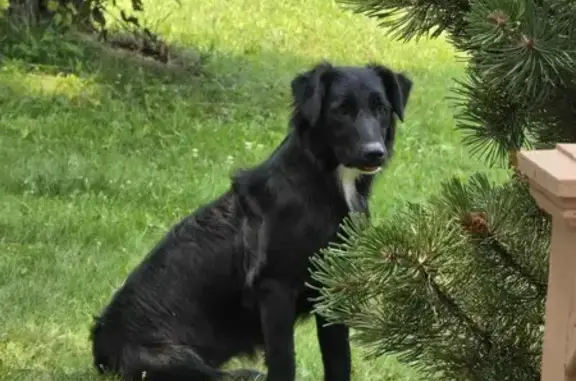 Lost Black Dog: Purple Collar, Skittish