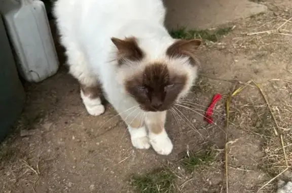 Chat siamois abandonné à Bourganeuf - photo