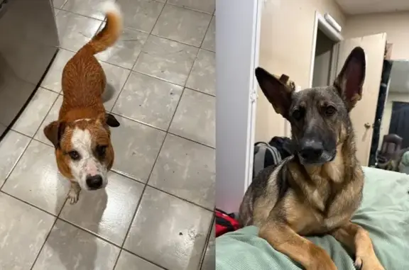 Lost Dogs: German Shepherd & Mix, Tulsa