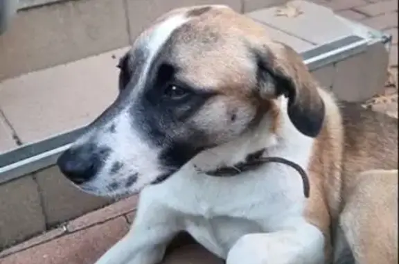 Знайдено собаку Київ, фото: Знайдена поранена собака на Петрицького, 19