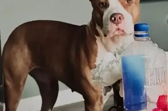 Help Find Kiera: Missing Bandog in Hannibal