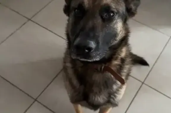 Chien trouvé Saint-Étienne, photo: Chien trouvé seul la nuit à Saint-Étienne