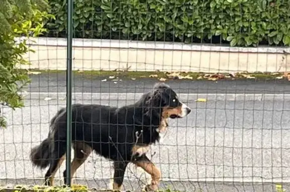 Animaux trouvés Déols, photo: Chien peureux aperçu à Déols