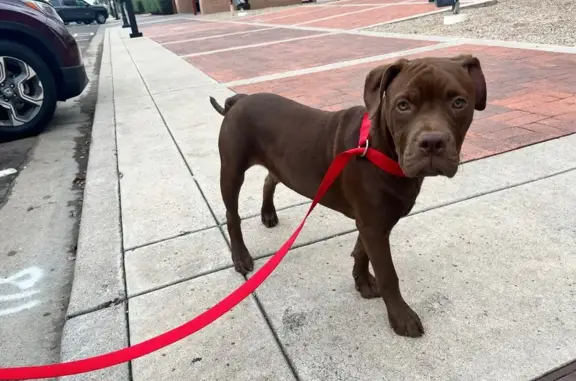 Lost Dog: Brown, Green Eyes, Crooked Tail
