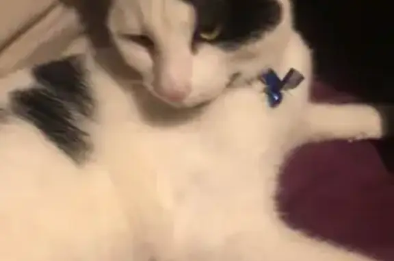 Lost Cat Alert: Birmingham, UK