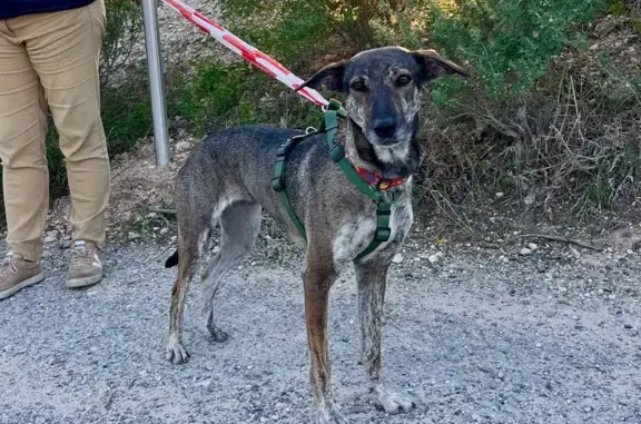 Chien trouvé , photo: Chien gris foncé trouvé près de Martigues