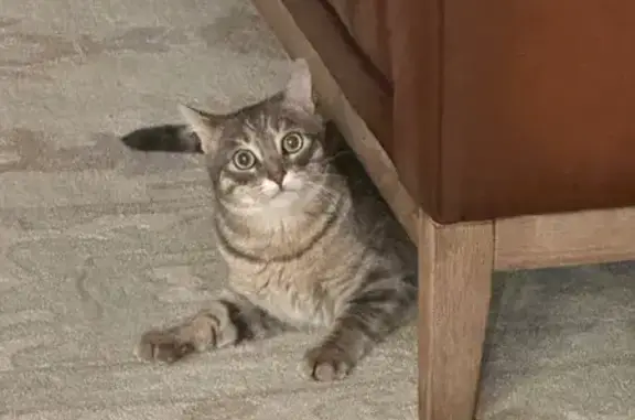 Lost Gray Tabby Cat in Prior Lake