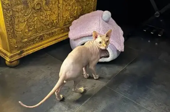 Gato Perdido en Bormujos: Ojos Amarillos