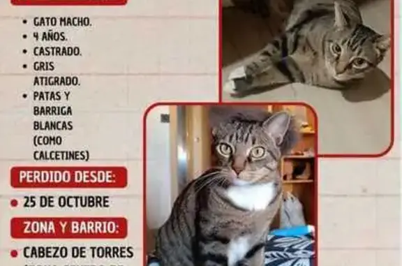 Gato Atigrado Perdido en Cabezo de Torres