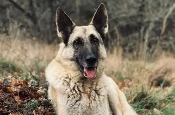 Berger malinois blanc perdu à Aouste-sur-Sye - photo