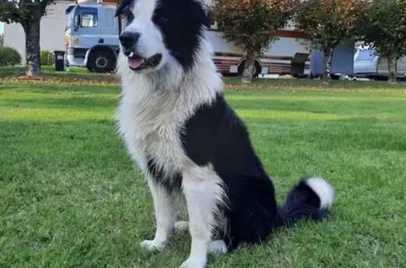 Chien perdu avec chaîne à Givet - photo