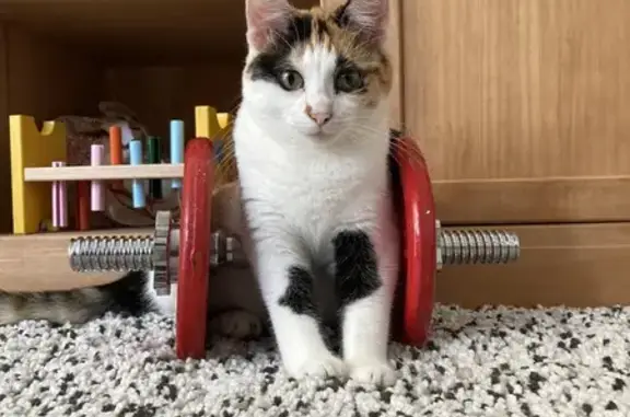 Chatte perdue à Juvigny, rue de Moël - photo