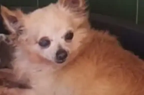 Chihuahua Canela Perdido en Las Moreras