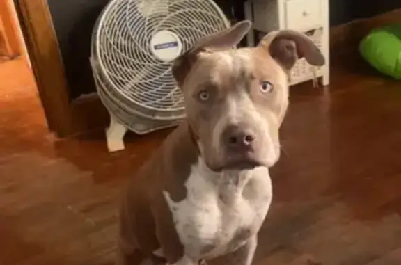 Lost Dog: Tan & White, Grant Ave, Waterloo