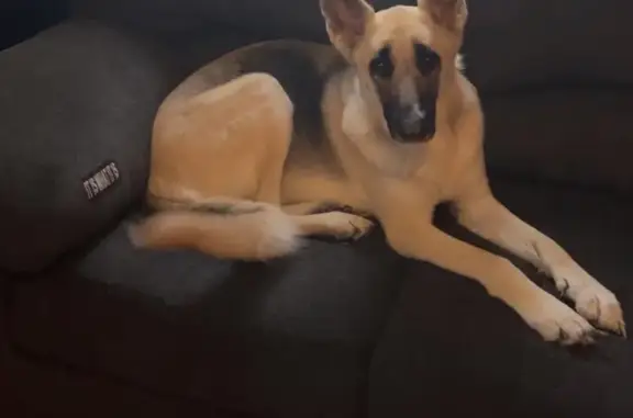 Lost German Shepherd in Toledo, OH