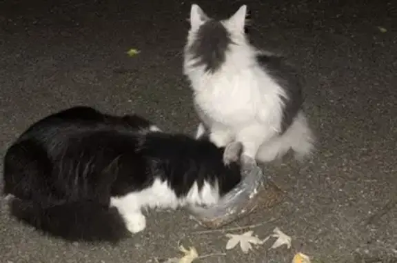 Animaux trouvés , photo: Deux jeunes chats trouvés à Illkirch