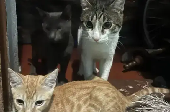 Gatos Perdidos en Ibiza: Milod, Nimbas y Tom