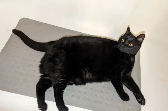 Missing cat Palm Bay, photo: Lost Plump Black Cat - Palm Bay Area