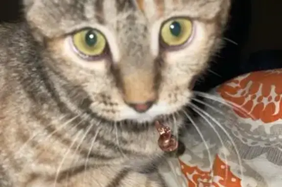 Missing cat Idaho Falls, photo: Lost: Small Brown Cat with Stripes