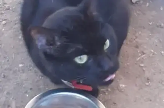Chat trouvé Évry, photo: Chaton noir trouvé à Évry, collier rouge