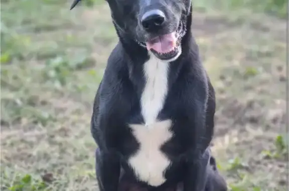 Perro Negro Perdido: Mancha Blanca y Quiste
