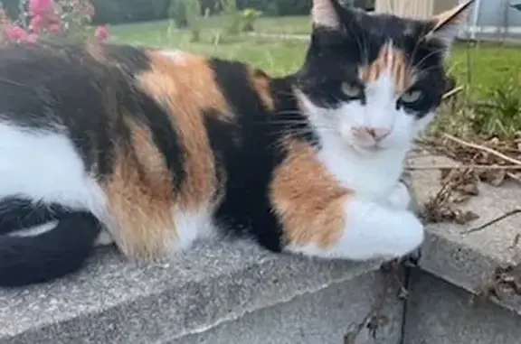 Chat perdu, , photo: Chatte tricolore perdue, Saint-Martin-le-Vieux