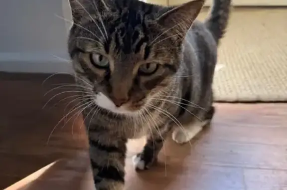 Lost Male Tabby: Small, Soft Meow