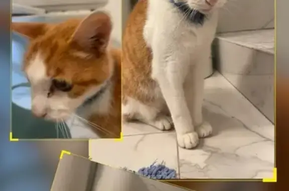 Chat roux et blanc trouvé, collier bleu - photo