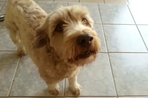 cachorro desaparecida