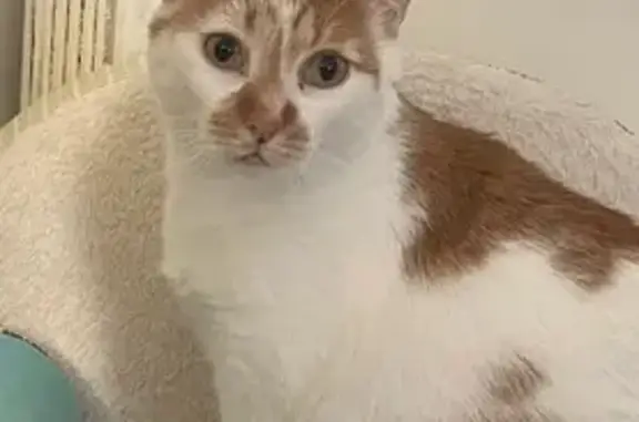 Chat roux et blanc perdu à Bourg-Charente - photo