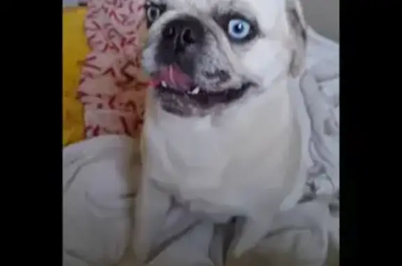 Missing: Fawn Merle Pug, Blue Eyes, Clarence