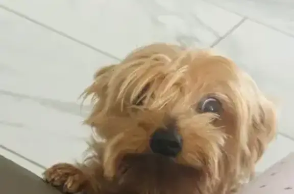 Yorkshire Terrier fauve perdu à Blotzheim - photo