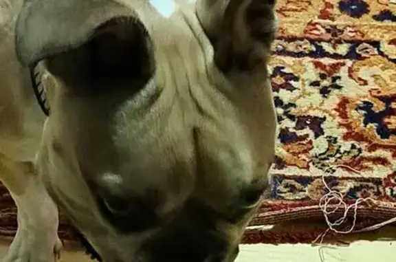Animaux trouvés Nouvelle-Aquitaine, photo: Bouledogue beige/marron trouvé à Tonnay-Charente