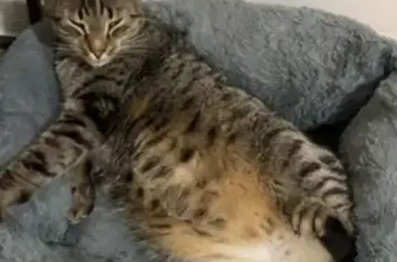 Chat perdu, , photo: Chat tigré 3 ans perdu à Bacqueville-en-Caux